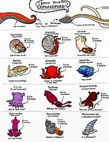 Image result for cephalopod facts