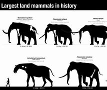 Image result for World's Largest Elephant Ever