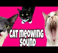 Image result for Cat Going Crazy Meme