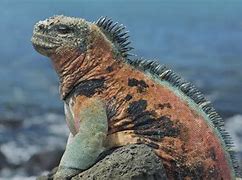 Image result for Marine Iguana in Water