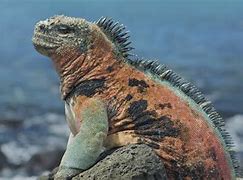 Image result for Marine Iguana Habitat