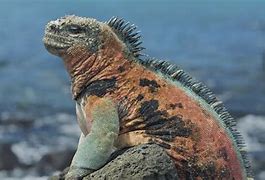 Image result for Charles Darwin Galapagos Islands Iguanas