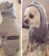 Image result for Chihuahua in Hoodie Meme