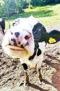 Image result for Funny Cows Animals