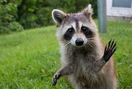 Image result for Raccoon Meme Instagram