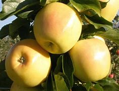 Image result for Aurora Golden Gala Apple