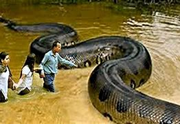 Image result for Biggest Creature in the World