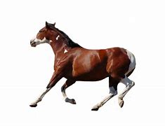 Image result for Horse Cut Out Template