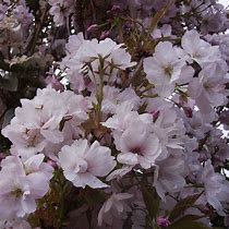 Image result for Prunus serrulata Amanogawa
