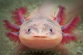Image result for Smiling Axolotl Meme