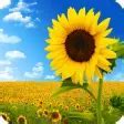 Image result for Sunflower Screensaver