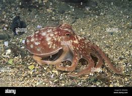 Image result for Horned Octopus