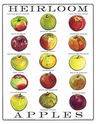 Image result for Old Apple Varieties T-Shirt