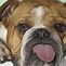 Image result for 1920X1080 English Bulldog