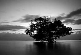 Image result for Black and White Wallpapers