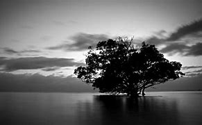 Image result for Black White Background Wallpaper