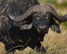 Image result for Most Dangerous Animals in Africa