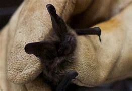 Image result for Little Brown Bat Baby