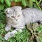 Image result for Cute Scottish Fold Munchkin Cats