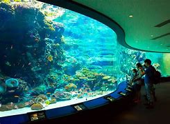 Image result for World's Largest Fish Tank