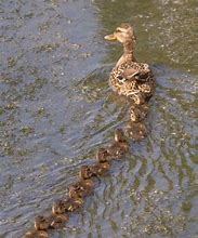 Image result for Cute Ducks in a Row
