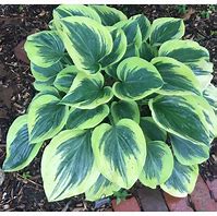 Image result for Hosta Liberty