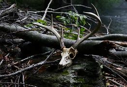 Image result for Deer Skulls