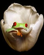 Image result for Cool Frog Design