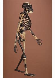 Image result for 9000 Year Old Skeleton Woman