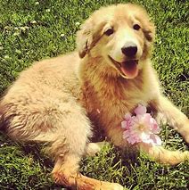 Image result for Puppy 1 Dog On Instagram