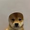 Image result for Funny Dawg PFP