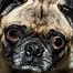 Image result for Cross Eyed Pug