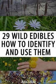 Image result for Identifying Wild Edible Plants