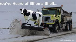 Image result for Cow On a Plow Meme