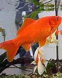 Image result for Biggest Goldfish Ever