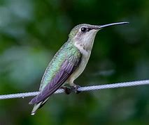 Image result for Sternoclyta Trochilidae