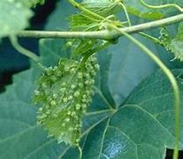 Image result for Grape Leaf Pests