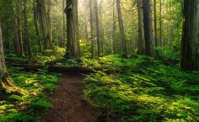 Image result for Columbia Forest