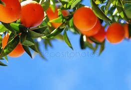 Image result for Lemons and Oranges Depositphotos