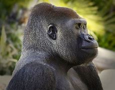 Image result for Gorilla Head