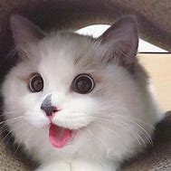 Image result for Cat Meme Face PFP