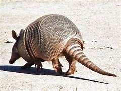 Image result for Armadillo Bug