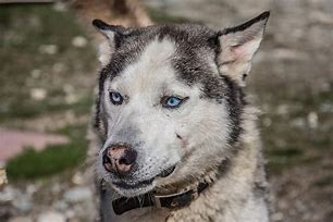 Image result for Blue Huskies