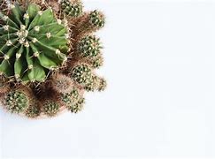 Image result for Cactus Cut in Half