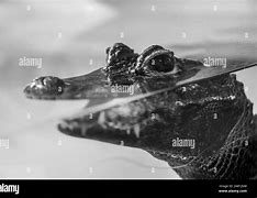 Image result for Alligator Baby in Mouth