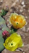 Image result for Desert Cactus Plants Arizona