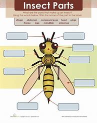 Image result for Insect Anatomy