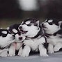 Image result for Cute Siberian Huskies