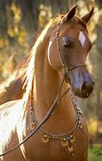 Image result for Golden Arabian Horse