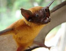 Image result for Bulldog Bat Rainforest